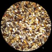 Canaries - Lanzarote