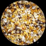 Canaries - Fuerteventura